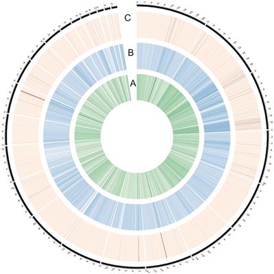 Genomic Variation Landscape of the Model Salt Cress Eutrema salsugineum